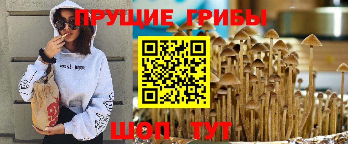 Псилоцибиновые грибы GOLDEN TEACHER  Вход с VPN  Пугачёв  Псилоцибиновые грибы Psilocybe 